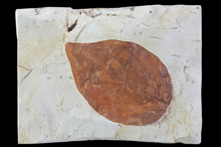 Detailed Fossil Leaf (Cornus) - Montana #68319